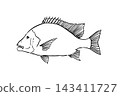 Sennendai's brush pen-style hand-drawn line art 143411727