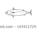 A hand-drawn line drawing of a frigate mackerel using a brush pen. 143411729
