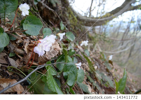 In Echigo Hakusan, Gosen City, Niigata Prefecture, spring has arrived in the heavy snowfall region, and large-flowered rock bells are blooming on the slopes of the beech forest. In Echigo Hakusan, Gosen City, Niigata Prefecture, spring has arrived in the heavy snowfall region, and large-flowered rock bells are blooming on the slopes of the beech forest. 143411772