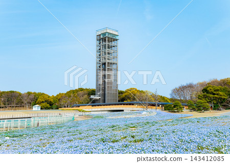濱松市,濱名湖花園公園,粉蝶花田 濱松市,濱名湖花園公園,粉蝶花田 143412085
