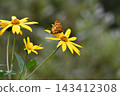 A type of fritillary butterfly perched on a flower. 143412308