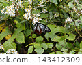 Chestnut tiger perching on a flower 143412309