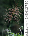 Pampas grass like fireworks, autumn 143412750
