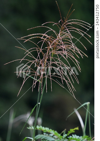 Pampas grass like fireworks, autumn Pampas grass like fireworks, autumn 143412750