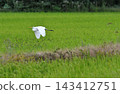 A heron flying over a rice field 143412751