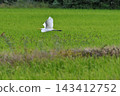 A heron flying over a rice field 143412752