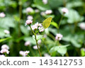 A yellow butterfly perched on a Polygonum thunbergii flower. 143412753