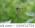 A red dragonfly perched on a tree branch, autumn. 143412754