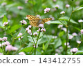A fritillary butterfly perched on a Polygonum thunbergii flower, in autumn. 143412755