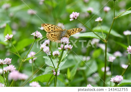 A fritillary butterfly perched on a Polygonum thunbergii flower, in autumn. A fritillary butterfly perched on a Polygonum thunbergii flower, in autumn. 143412755