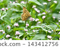 A fritillary butterfly perched on a Polygonum thunbergii flower, in autumn. 143412756