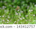 A fritillary butterfly perched on a Polygonum thunbergii flower... Autumn 143412757