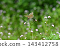 A fritillary butterfly perched on a Polygonum thunbergii flower, in autumn. 143412758