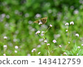 A fritillary butterfly perched on a Polygonum thunbergii flower, in autumn. 143412759