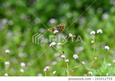 A fritillary butterfly perched on a Polygonum thunbergii flower, in autumn. A fritillary butterfly perched on a Polygonum thunbergii flower, in autumn. 143412759