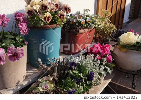 Frilled viola planting and pot Frilled viola planting and pot 143412822
