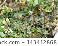 A red dragonfly perched on the grass, autumn 143412868