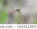 A red dragonfly perched on the grass, autumn 143412869