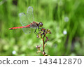 A red dragonfly perched on the grass, autumn 143412870