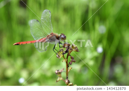 A red dragonfly perched on the grass, autumn A red dragonfly perched on the grass, autumn 143412870