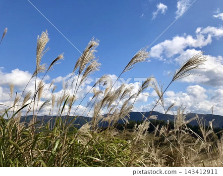 Pampas grass on Tonomine Plateau, contrasting beautifully against the blue sky and white clouds. Pampas grass on Tonomine Plateau, contrasting beautifully against the blue sky and white clouds. 143412911