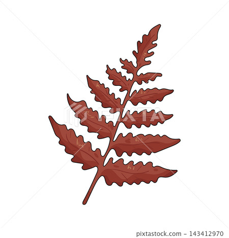 Illustration of dry fern leaf Illustration of dry fern leaf 143412970