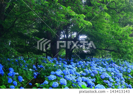 Blue hydrangea Blue hydrangea 143413143