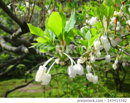 吊鐘花（Enkianthus perulatus）美麗的白色花朵在鮮嫩的綠葉間綻放。 143413382