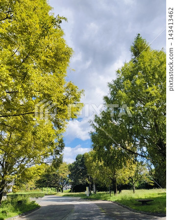 成排的銀杏樹風景 成排的銀杏樹風景 143413462