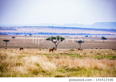Kenya Photographers By Antony Trivet Photography Kenya Photographers By Antony Trivet Photography 143413596
