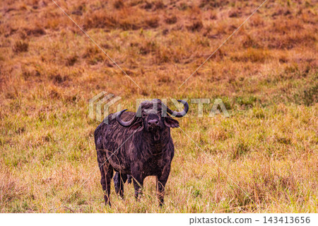 Kenya Photographers By Antony Trivet Photography Kenya Photographers By Antony Trivet Photography 143413656