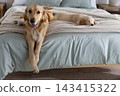 Two golden retrievers sitting and sleeping on bed with muted green sheet and chunky beige throw 143415322