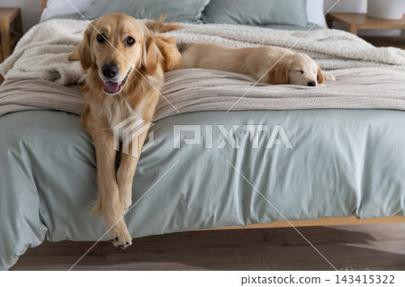 Two golden retrievers sitting and sleeping on bed with muted green sheet and chunky beige throw Two golden retrievers sitting and sleeping on bed with muted green sheet and chunky beige throw 143415322