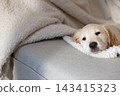 Golden retriever puppy resting under cream sherpa throw on light grey sofa cushion, copy space 143415323