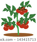 Illustrations of a home garden 143415713