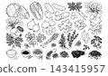 Fermentation ingredients set with vegetables herbs spices and seaweed for packaging recipe and branding 143415957