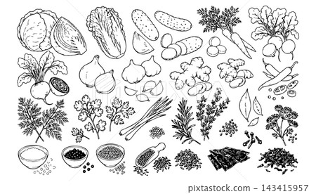 Fermentation ingredients set with vegetables herbs spices and seaweed for packaging recipe and branding Fermentation ingredients set with vegetables herbs spices and seaweed for packaging recipe and branding 143415957