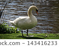 Beautiful swans perched on the edge of St. James's Park pond - London 143416233