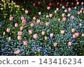 Pink tulips and forget-me-nots bloom in the flowerbeds of St. James's Park. 143416234