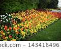 Colorful tulip flowerbeds in full bloom in St. James's Park, London 143416496