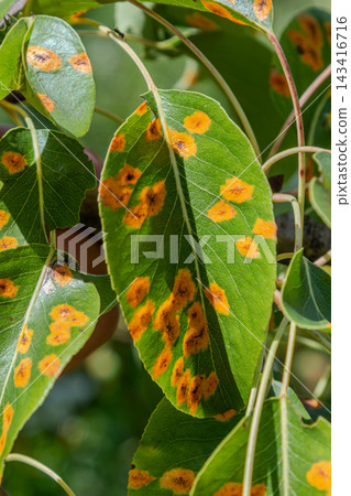 Pear tree leaves displaying symptoms of fungal disease caused by Gymnosporangium sabinae in a garden during late spring sunlight 143416716