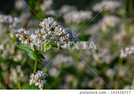 Buckwheat flowering plants thrive in a sunny field showcasing clusters of delicate white blossoms and vibrant green leaves in mid-summer Buckwheat flowering plants thrive in a sunny field showcasing clusters of delicate white blossoms and vibrant green leaves in mid-summer 143416717
