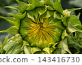 Sunflower bud reveals intricate patterns before blooming in a vibrant summer field under clear blue skies 143416730