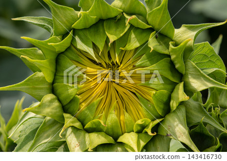 Sunflower bud reveals intricate patterns before blooming in a vibrant summer field under clear blue skies 143416730