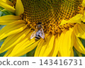 Busy bee pollinating bright sunflower blooms in a vibrant field during late summer showcasing the beauty of nature and the importance of pollinators 143416731
