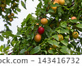 Cherry plum fruit hangs on the branches of a Prunus cerasifera tree surrounded by vibrant green leaves under a clear sky in late summer 143416732