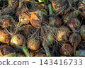 Freshly harvested onions with soil covered roots displaying their natural textures and colors during a sunny day in a rural farm setting 143416733