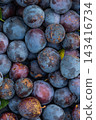 Freshly harvested plums in various shades of purple nestled together with green leaves showcasing their natural beauty in a close-up view 143416734