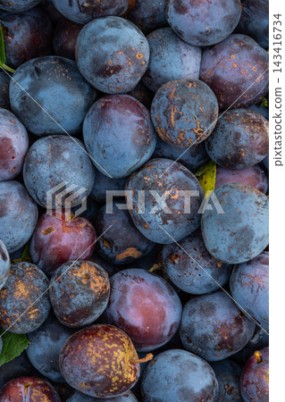 Freshly harvested plums in various shades of purple nestled together with green leaves showcasing their natural beauty in a close-up view Freshly harvested plums in various shades of purple nestled together with green leaves showcasing their natural beauty in a close-up view 143416734