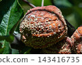 Fresh fruit affected by Monilinia fructigena exhibits brown rot symptoms on tree branch 143416735